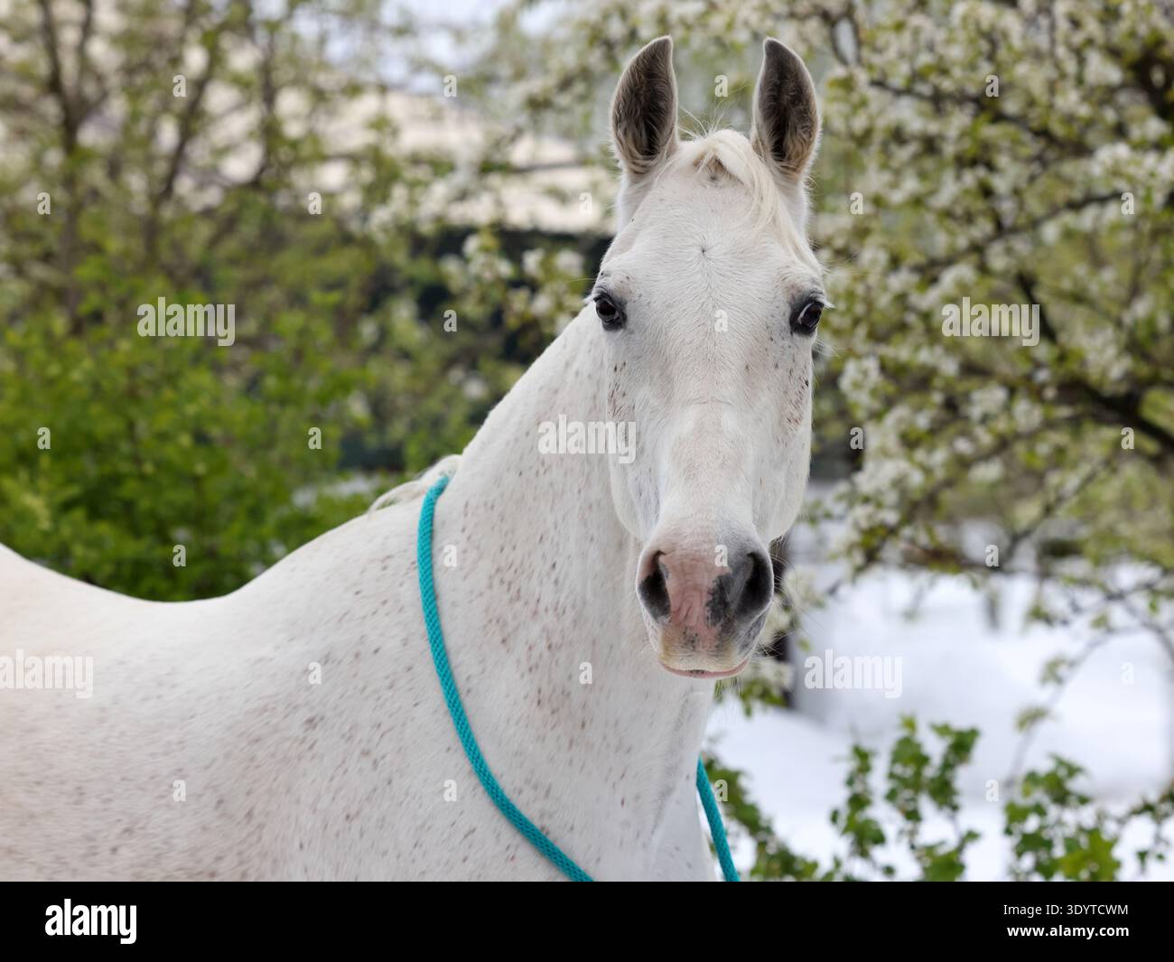 Cheval blanc sur fond d'un pommier en fleurs et enneigé au printemps Banque D'Images