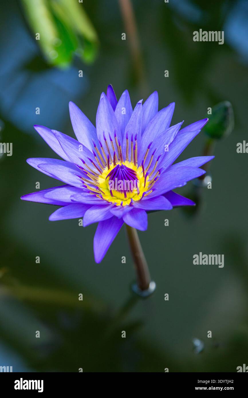 Nénuphar bleu (Nymphaea nouchali var. Caerulea), également souvent appelé le Lotus bleu Banque D'Images