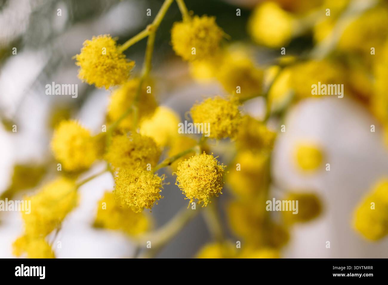 Plan macro de pompon de fleur de mimosa Banque D'Images