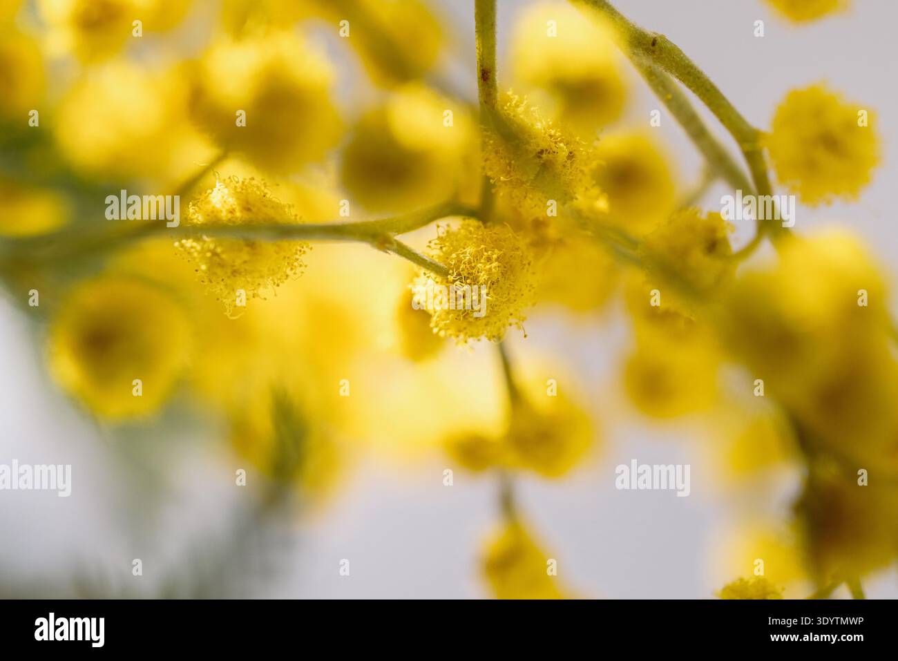 Plan macro de fleurs de pompon de mimosa en pleine floraison Banque D'Images