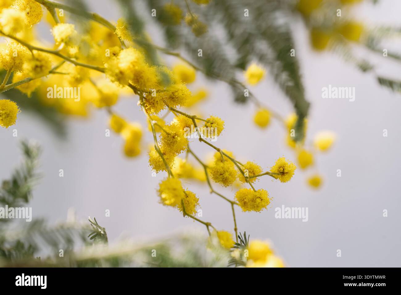 Gros plan sur la branche de mimosa et le bouquet de feuillage vert argenté Banque D'Images