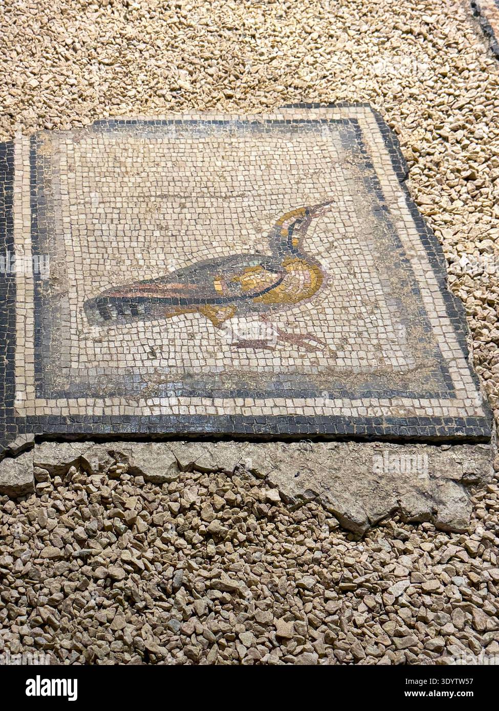 Paon indien de la frontière de la mosaïque de la fille gitane. Aujourd'hui, il est exposé au Musée de la mosaïque de Zeugma à Gaziantep, en Turquie Banque D'Images
