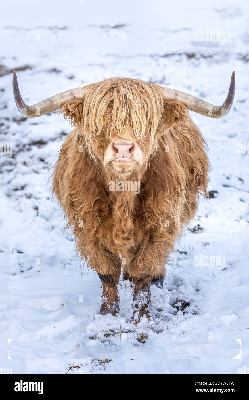 Majestueuse vache des Highlands dans un paysage enneigé, Portrait noir et blanc Banque D'Images