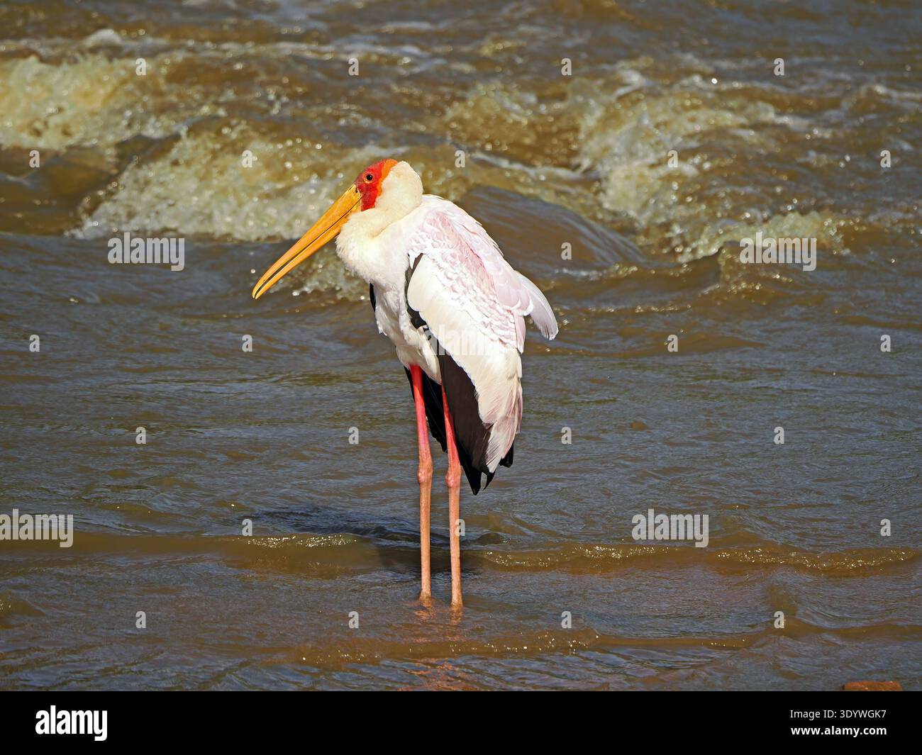 Cigogne à bec jaune (Mycteria ibis) avec bec jaune et visage et pattes rouges debout dans les eaux bruyantes de la rivière Galana, Kenya, Afrique Banque D'Images