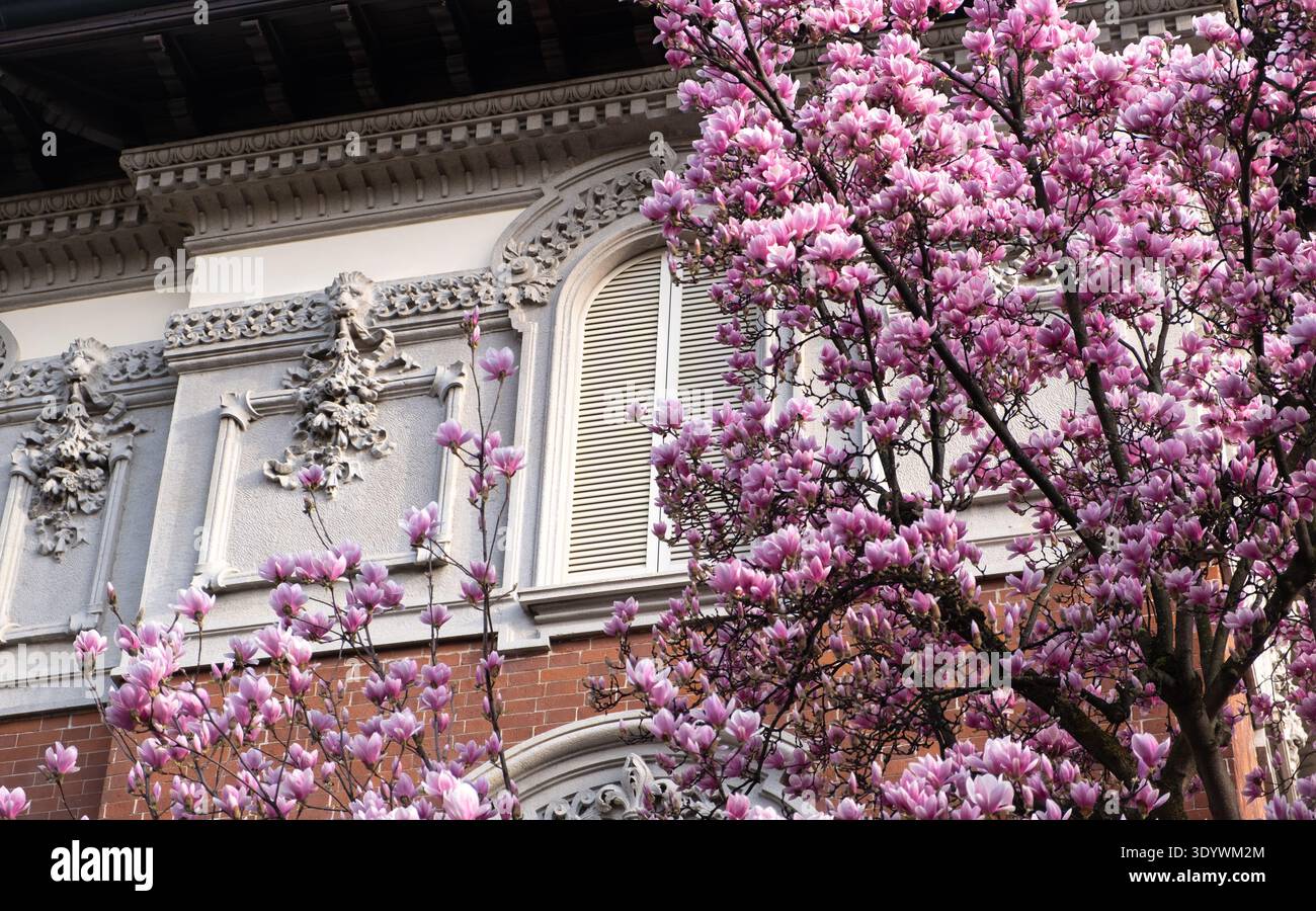 Façade de bâtiment européen historique avec des arbres de magnolia roses en fleurs, scène de ville de printemps avec une architecture classique. Banque D'Images