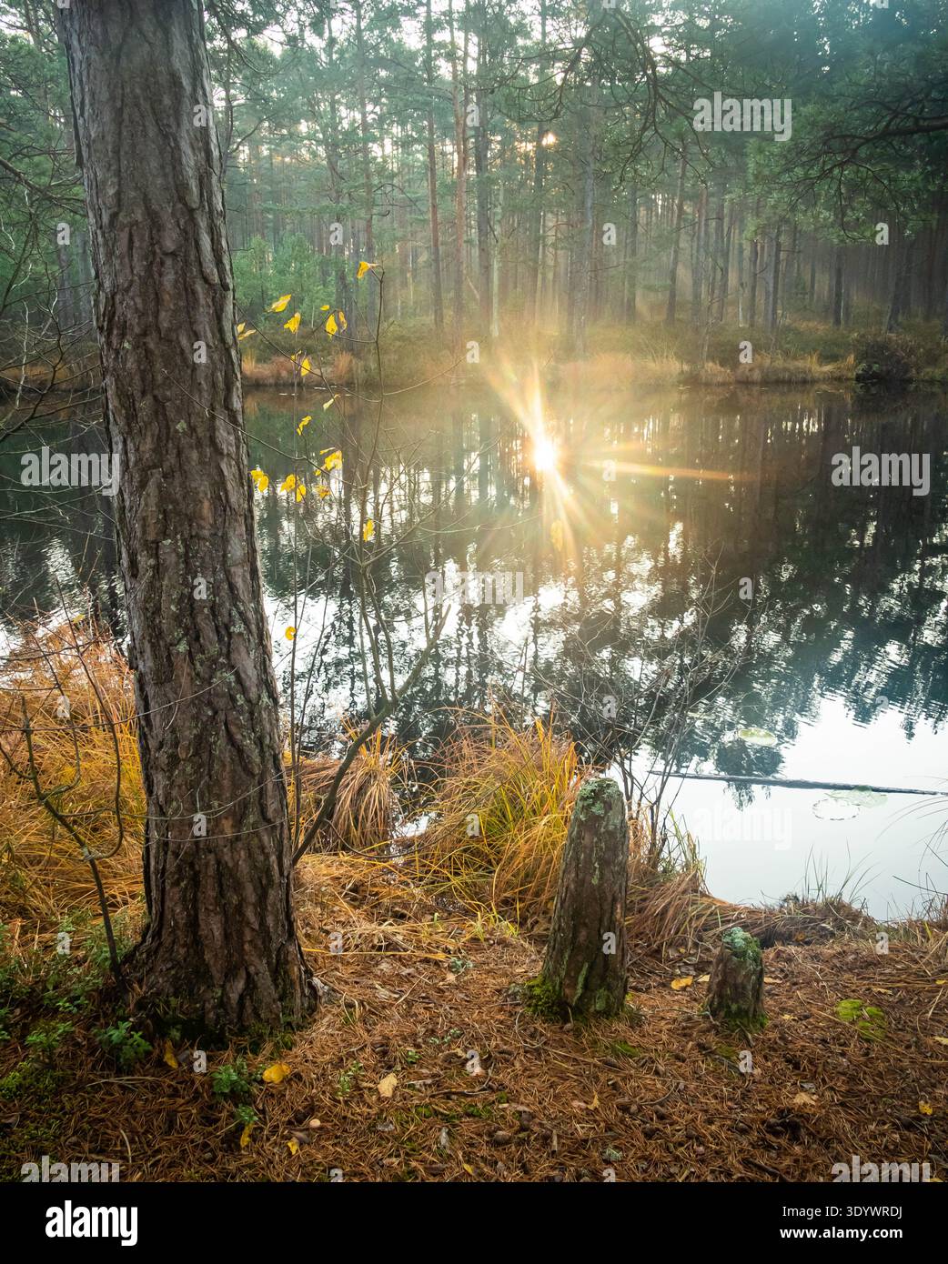 Soleil reflété dans un étang forestier à côté d'un tronc de pin Banque D'Images