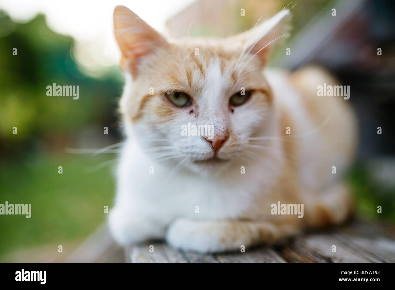 Chat domestique au gingembre se reposant à l'extérieur dans le jardin de l'arrière-cour. Banque D'Images