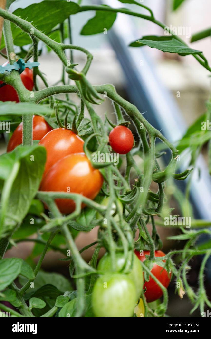 Tomates sur vigne en serre Banque D'Images