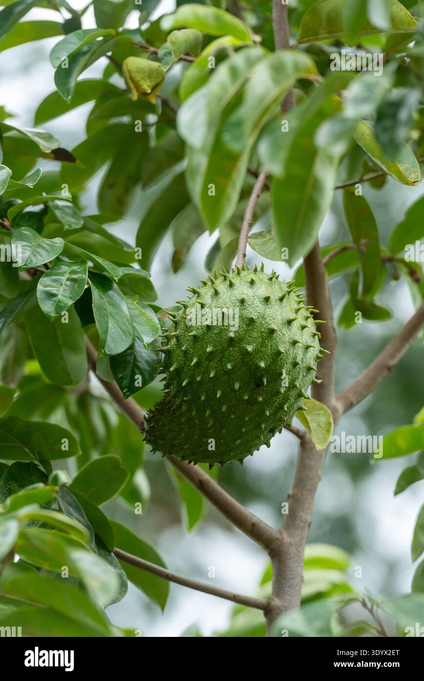 Fruit de Soursop (Annona muricata) poussant sur la branche d'arbre Banque D'Images