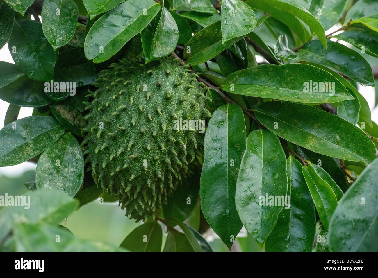 Fruit de Soursop (Annona muricata) poussant sur la branche d'arbre Banque D'Images