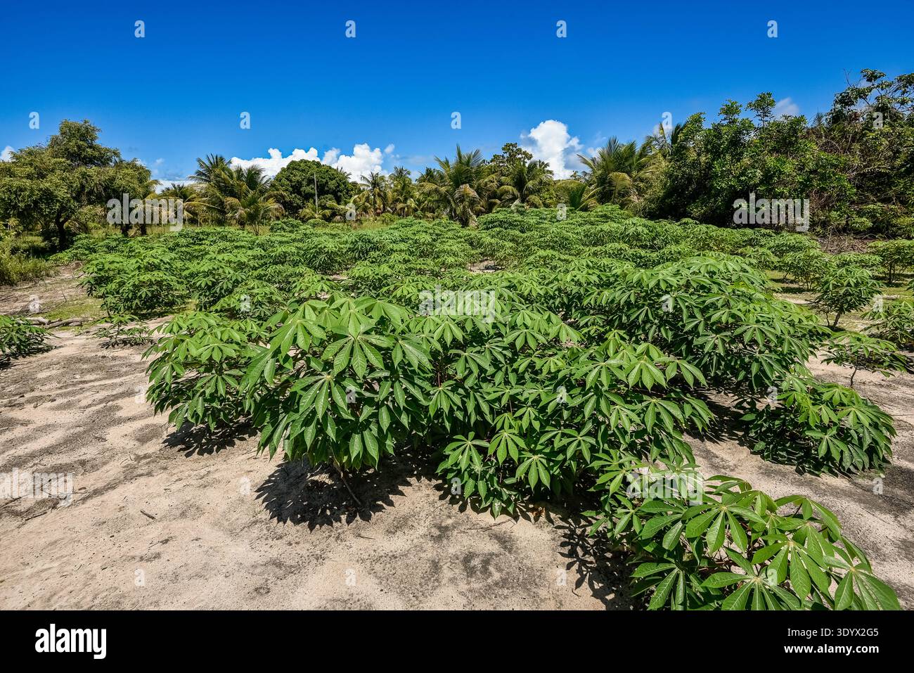 Plantation de manioc à Baía da Traição, Paraíba, Brésil. Banque D'Images