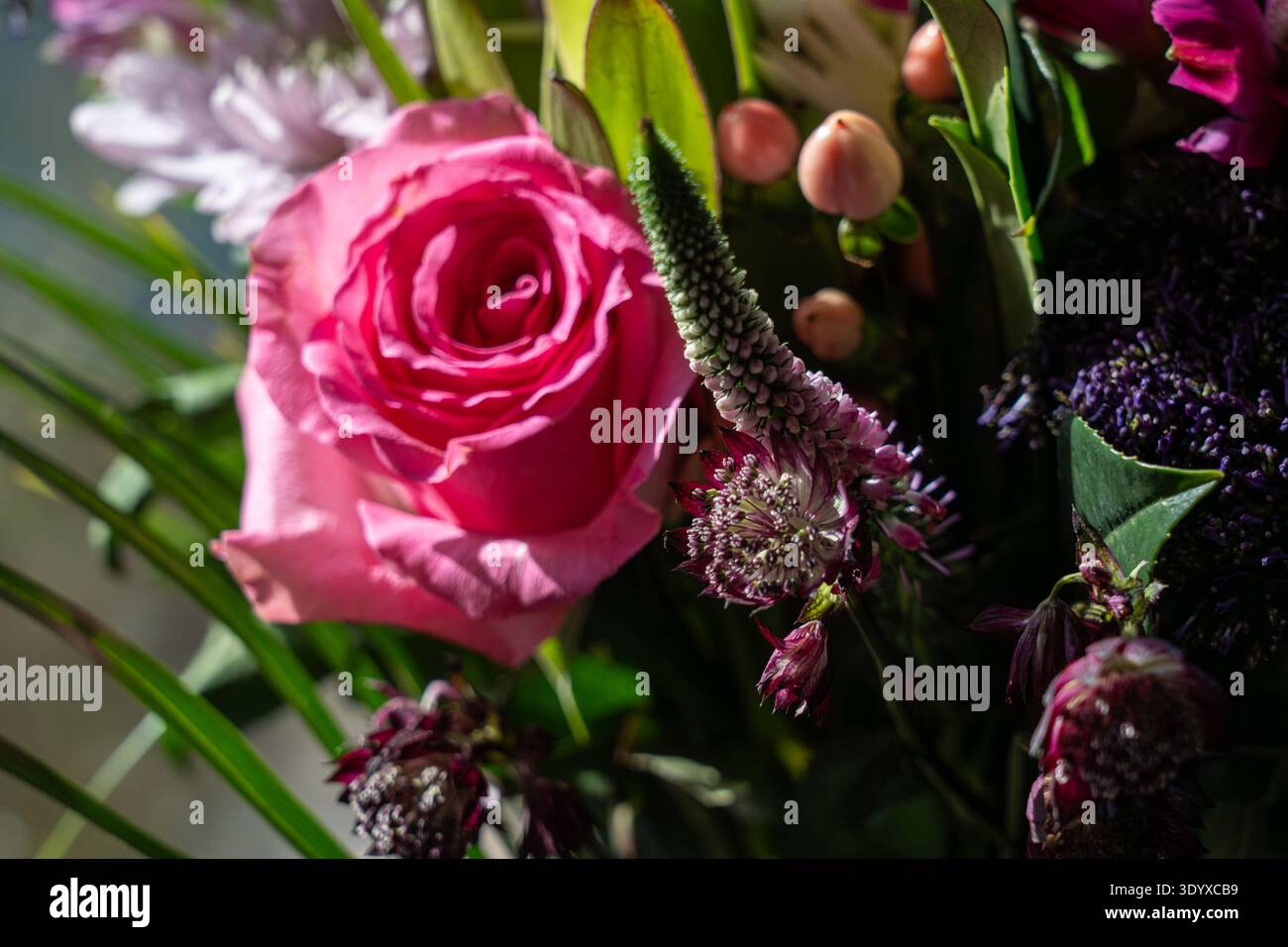 Une étude botanique détaillée montrant la pointe texturée et les pétales complexes des fleurs de remplissage de premier plan sur un fond rose doux. Banque D'Images