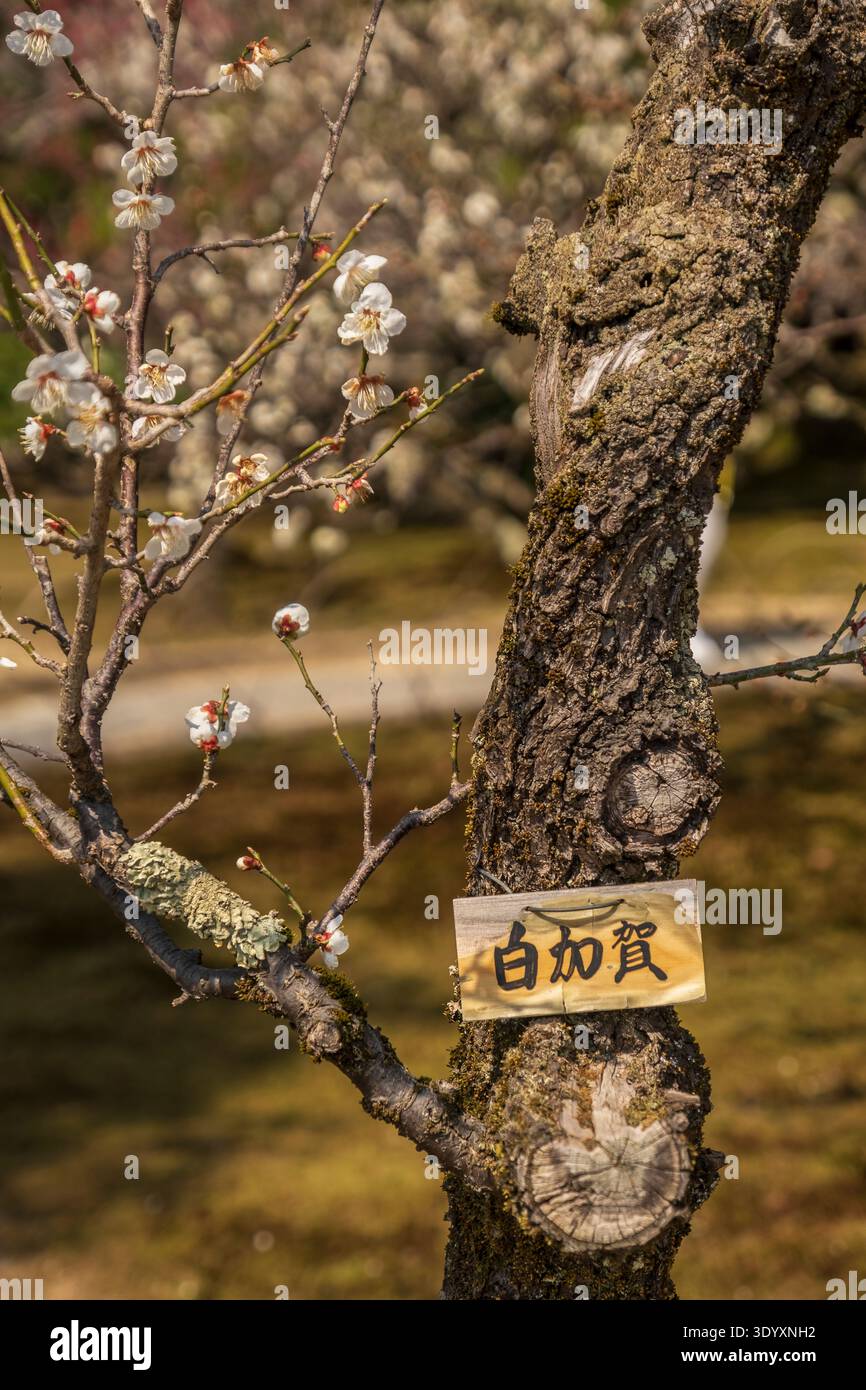 Kanazawa, branche de fleur de prune JapanShirokaga avec étiquette d'identification dans le jardin Kenrokuen, Kanazawa, Japon. Banque D'Images