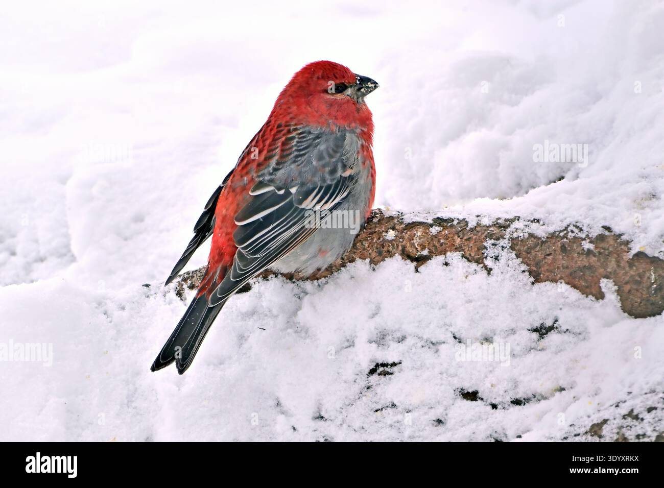 Un beau mâle Pine Grosbeak buvant dans la neige fraîche de l'hiver dans la région rurale de l'Alberta Canada Banque D'Images