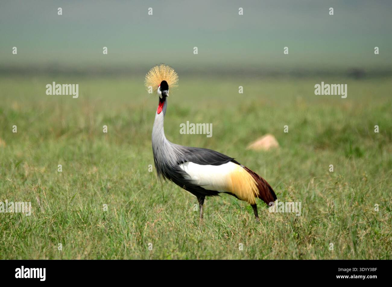 Grue à cône, un des plus beaux oiseaux du Serengeti, en Tanzanie Banque D'Images