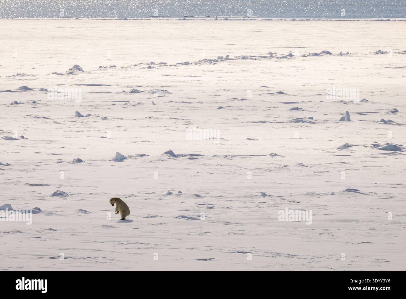 Au bord de la glace de mer, un ours polaire (Ursus maritimus) tente de creuser un trou dans la glace, au nord du Spitzberg, Norvège, Europe. Banque D'Images