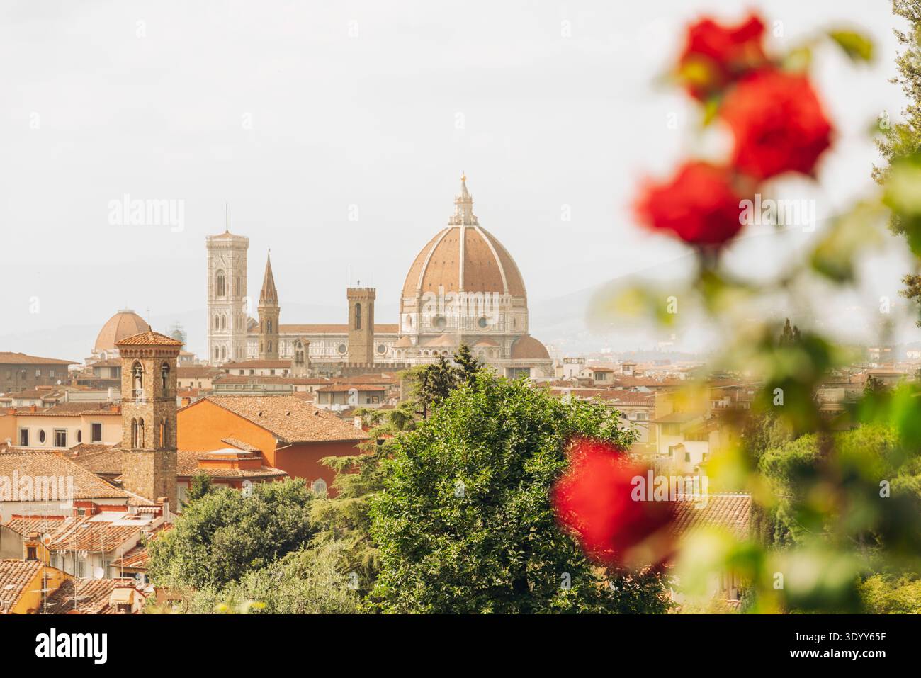 Paysage urbain de Florence avec Duomo et Campanile Giottos encadrés de fleurs rouges Banque D'Images