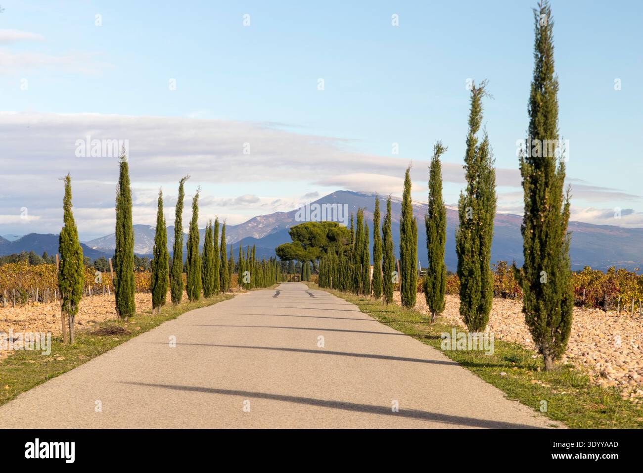 Vignoble de Châteauneuf-du-Pape avec vue sur le Mont Ventoux au loin ; proche de la ville de Roquemaure ; France Banque D'Images