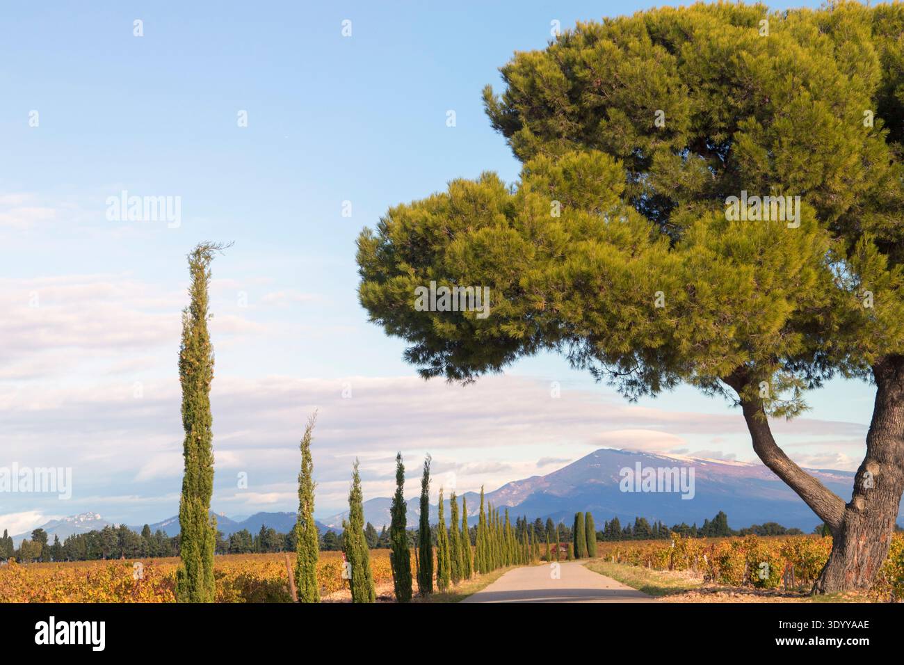Vignoble de Châteauneuf-du-Pape avec vue sur le Mont Ventoux au loin ; proche de la ville de Roquemaure ; France Banque D'Images