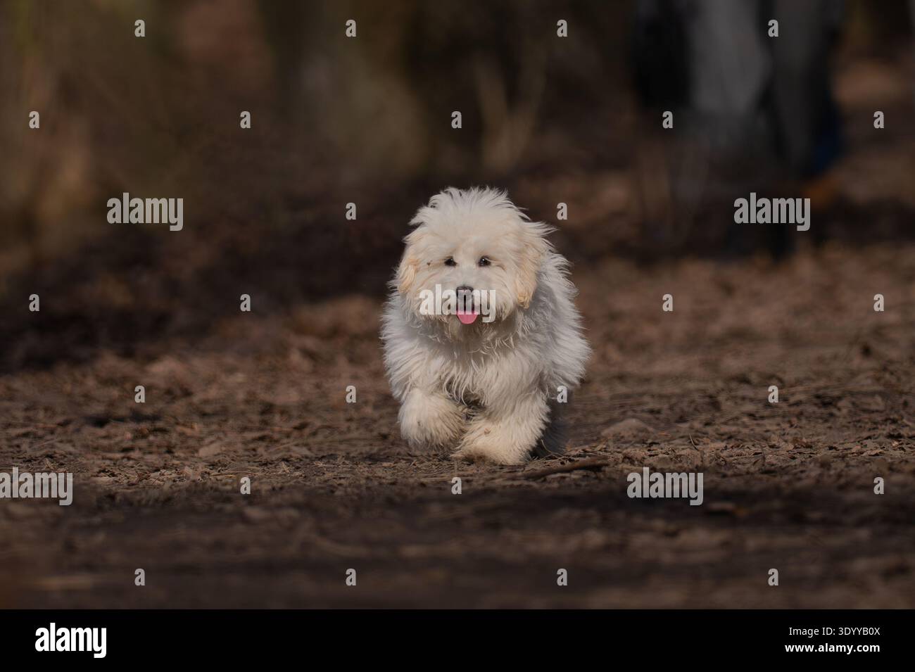 Joyeux chien blanc pelucheux coton de Tulear courant à travers les feuilles sèches dans la forêt. Banque D'Images