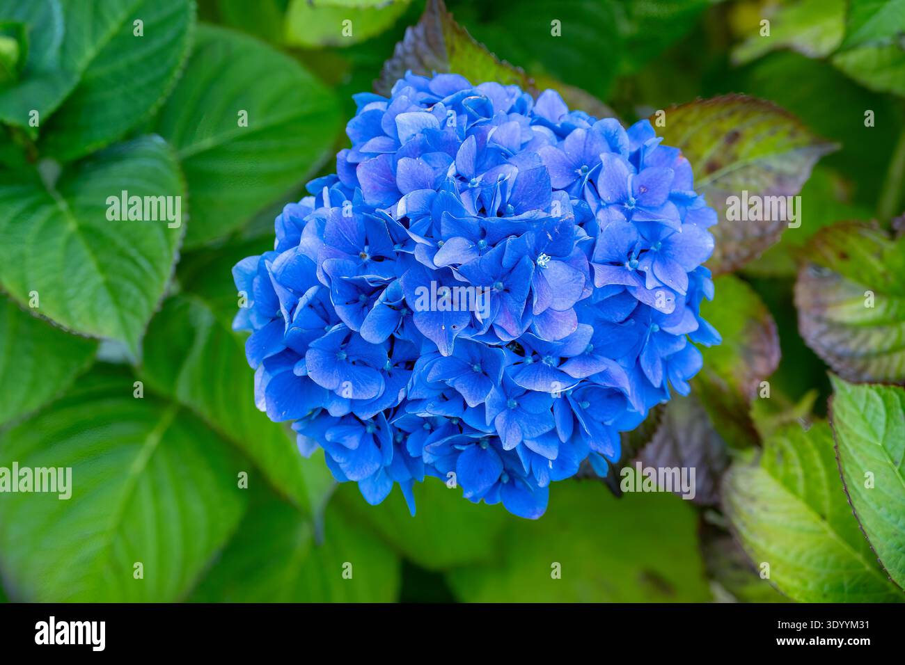 Hydrangea macrophylla, Hortensia Blue MOPHEAD Banque D'Images