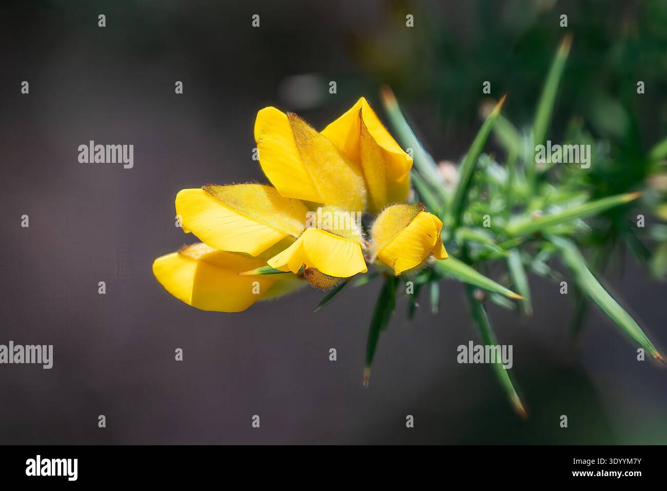 Ulex europaeus, Gorse commune Banque D'Images