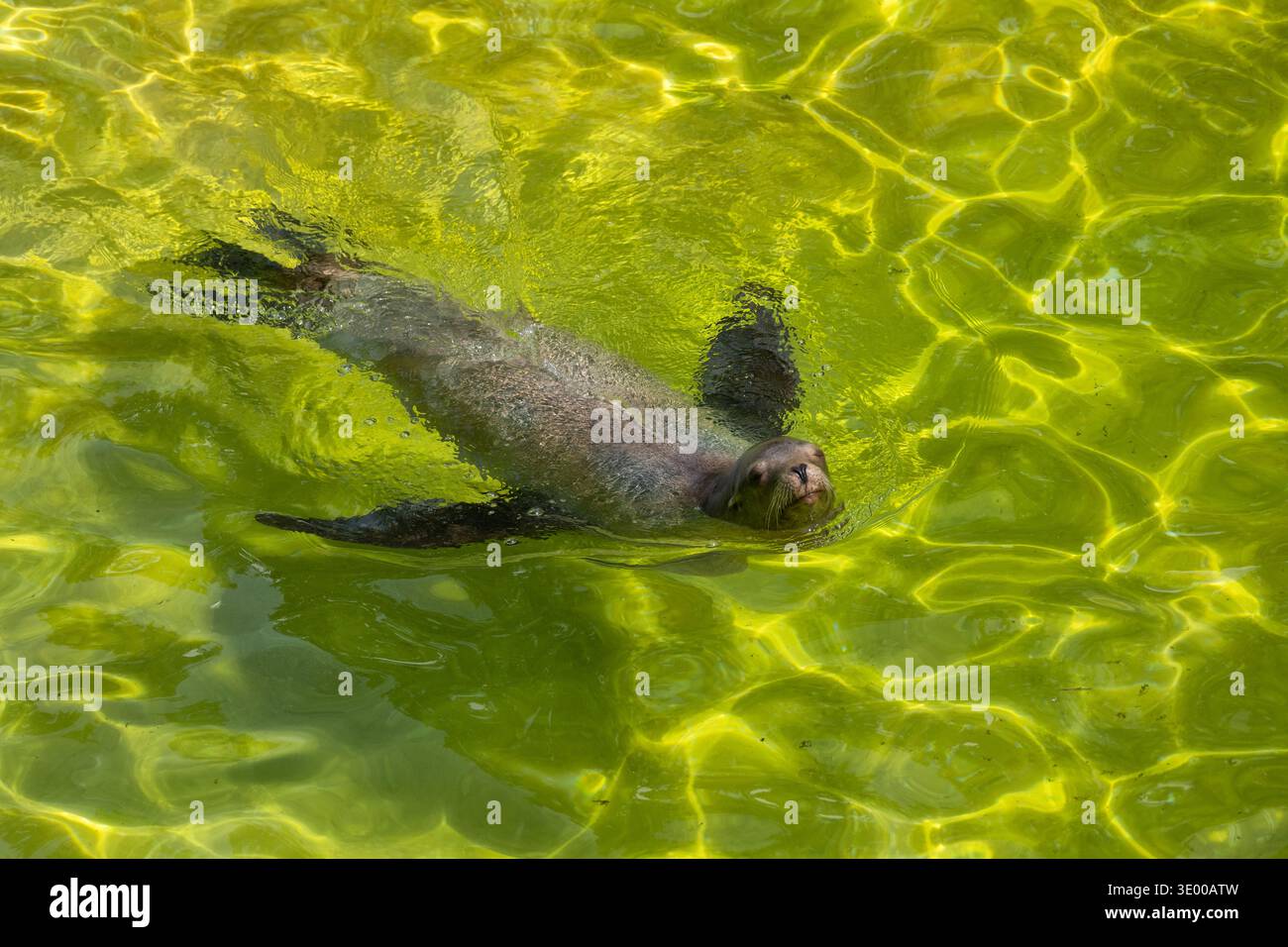 Lion de mer de Californie (Zalophus californianus) dans l'eau, phoque à oreilles dans la famille des équidés, région indigène : ouest de l'Amérique du Nord. Banque D'Images
