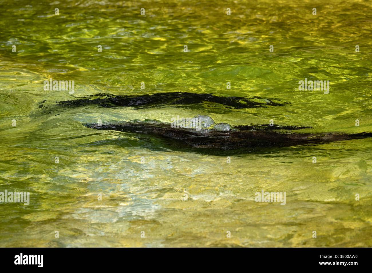 Ombres dans l'eau, formes abstraites de phoques nageant sous l'eau. Banque D'Images