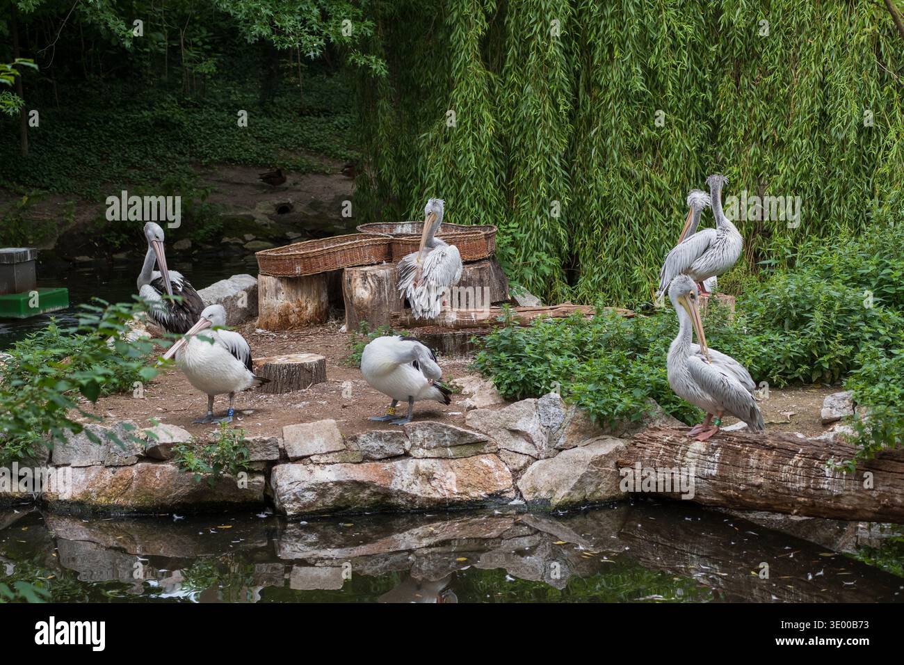 Pélicans australiens (Pelecanus conspicillatus) et pélicans blancs américains (Pelecanus erythrorhynchos) au jardin zoologique de Berlin, Allemagne. Banque D'Images