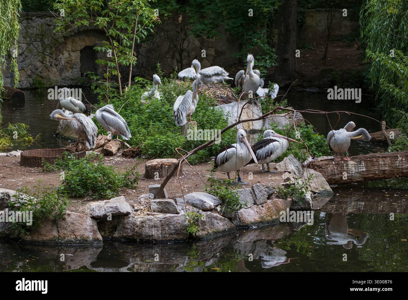 Pélicans australiens (Pelecanus conspicillatus) et pélicans blancs américains (Pelecanus erythrorhynchos) au jardin zoologique de Berlin, Allemagne. Banque D'Images