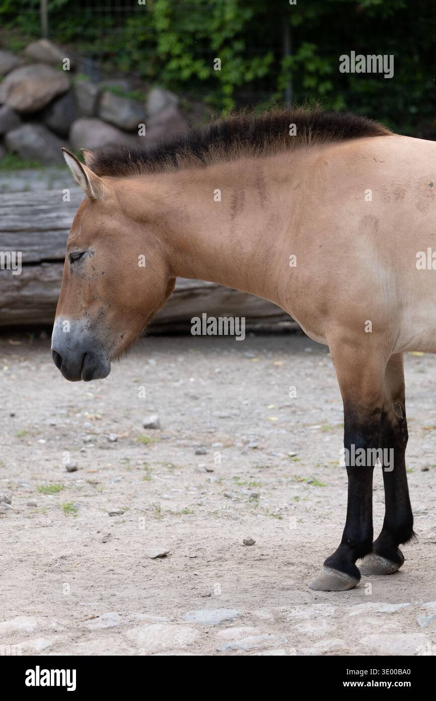 Cheval de Przewalski (Equus caballus przewalskii) au zoo de Berlin, Allemagne. Animal de la famille des équidés, région natale : Mongolie occidentale. Banque D'Images