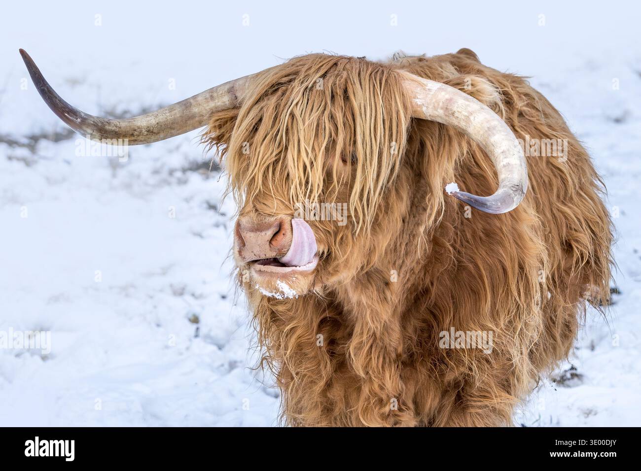 Une vache des Highlands léchant le nez dans un paysage hivernal enneigé Banque D'Images