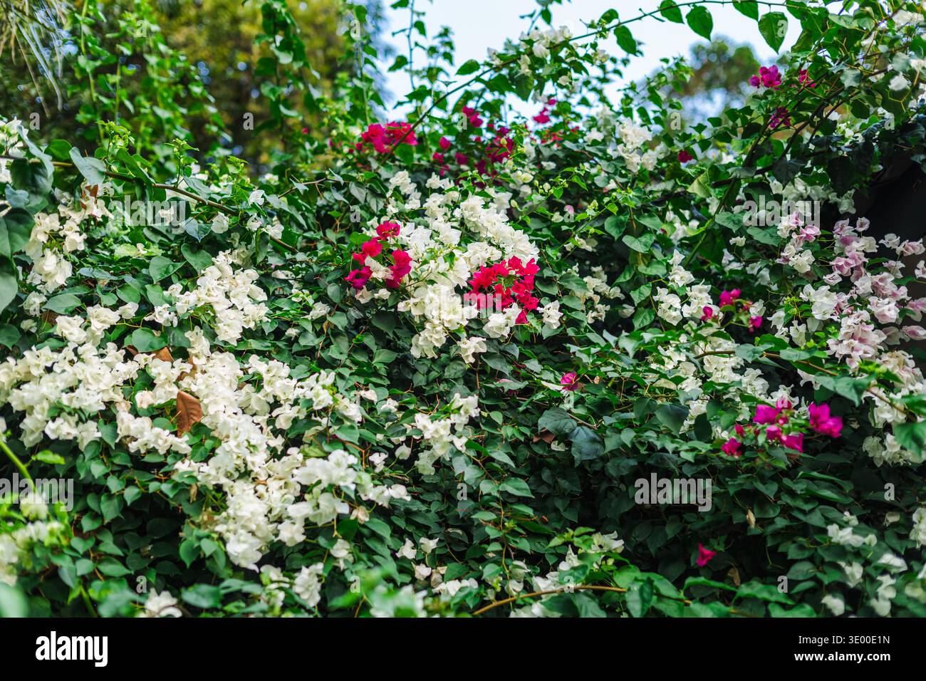 Fleurs de bougainvilliers avec des fleurs blanches et roses poussant sur la vigne tropicale luxuriante dans le jardin Banque D'Images