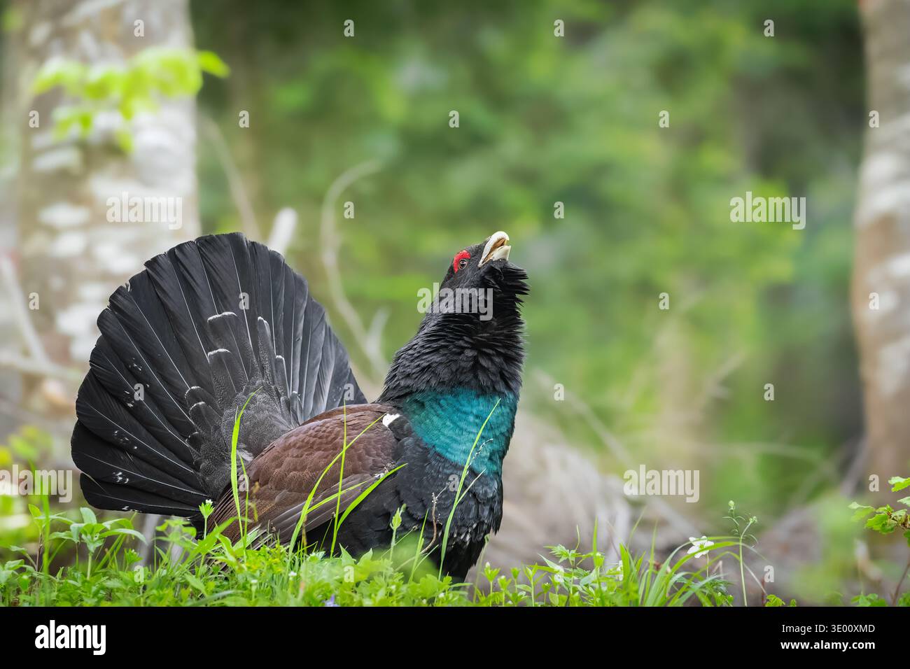 Capercaillie occidental (Tetrao urogallus) exposé dans une forêt de montagne dans les Alpes italiennes Banque D'Images