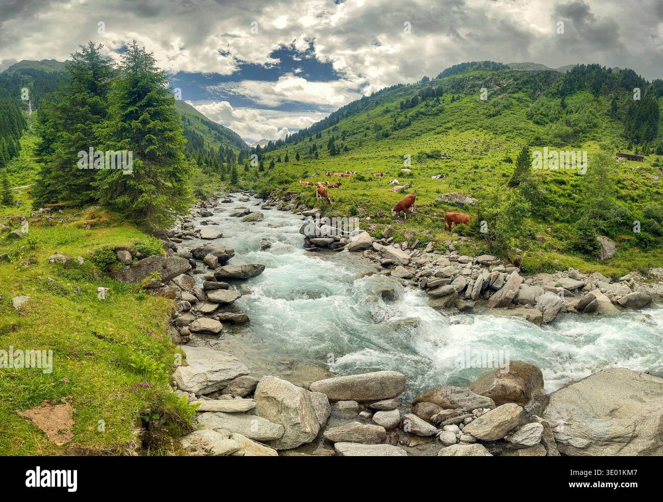 Vue par drone d'une rivière qui coule dans une vallée verdoyante à Königsleiten Autriche avec des vaches qui paissent sur la colline dans la région du Tyrol par une journée nuageuse. Th Banque D'Images