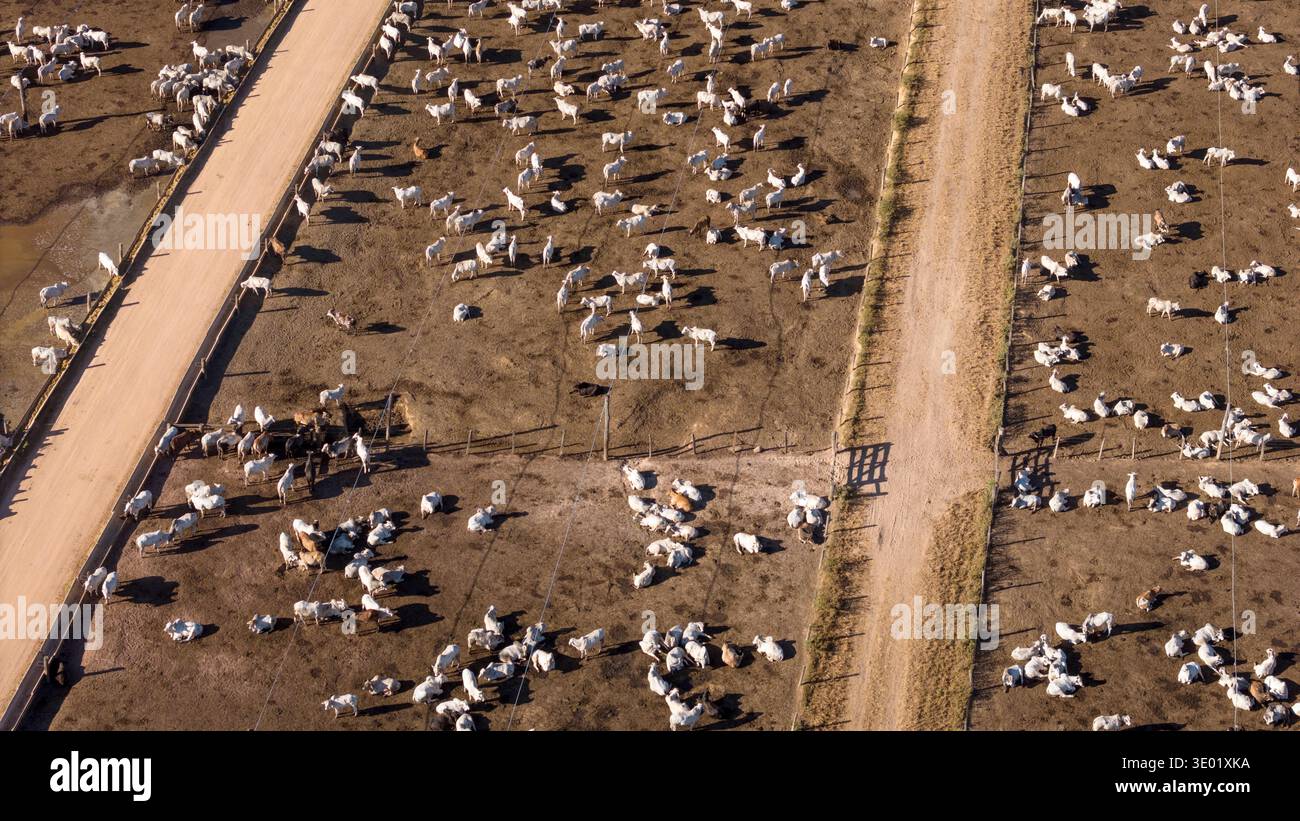 Vue aérienne par drone de bétail en engraissement pour la production de viande dans la région amazonienne, Para, Brésil. Concept d'agriculture, d'environnement, d'écologie, éco Banque D'Images