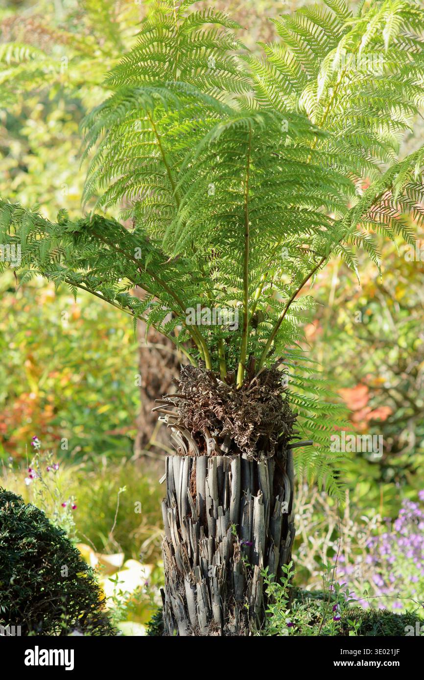 Dicksonia antarctica, fougère arborescente douce en feuille dans un jardin anglais abrité. UK Banque D'Images