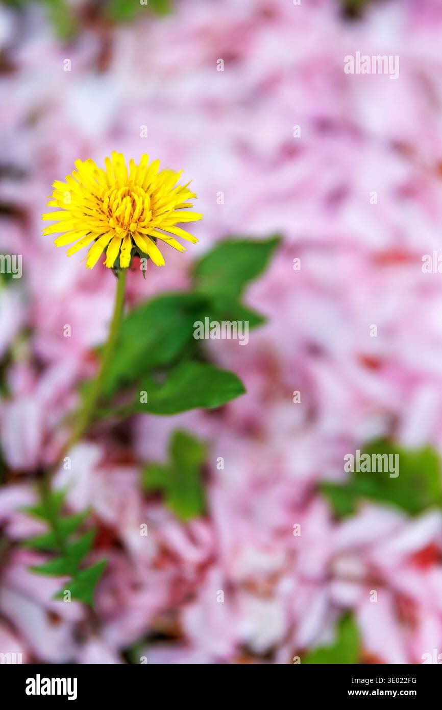 Gros plan vertical d'une fleur de pissenlit jaune unique poussant sur un sol couvert de pétales de fleurs de cerisier roses, avec bokeh doux et faible profondeur o Banque D'Images
