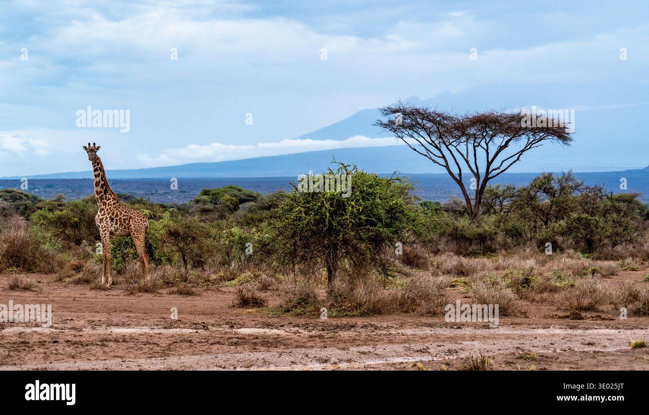 Girafe debout dans une savane africaine sèche avec des acacia et montagne lointaine sous un ciel nuageux. Banque D'Images