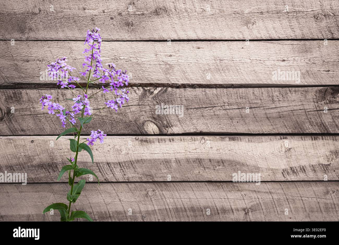 Fond de printemps avec un bouquet de fleurs de lilas sur une planche de bois rustique. Fleurs sauvages sur vieux fond en bois grunge. Copiez l'espace pour le texte, personne Banque D'Images