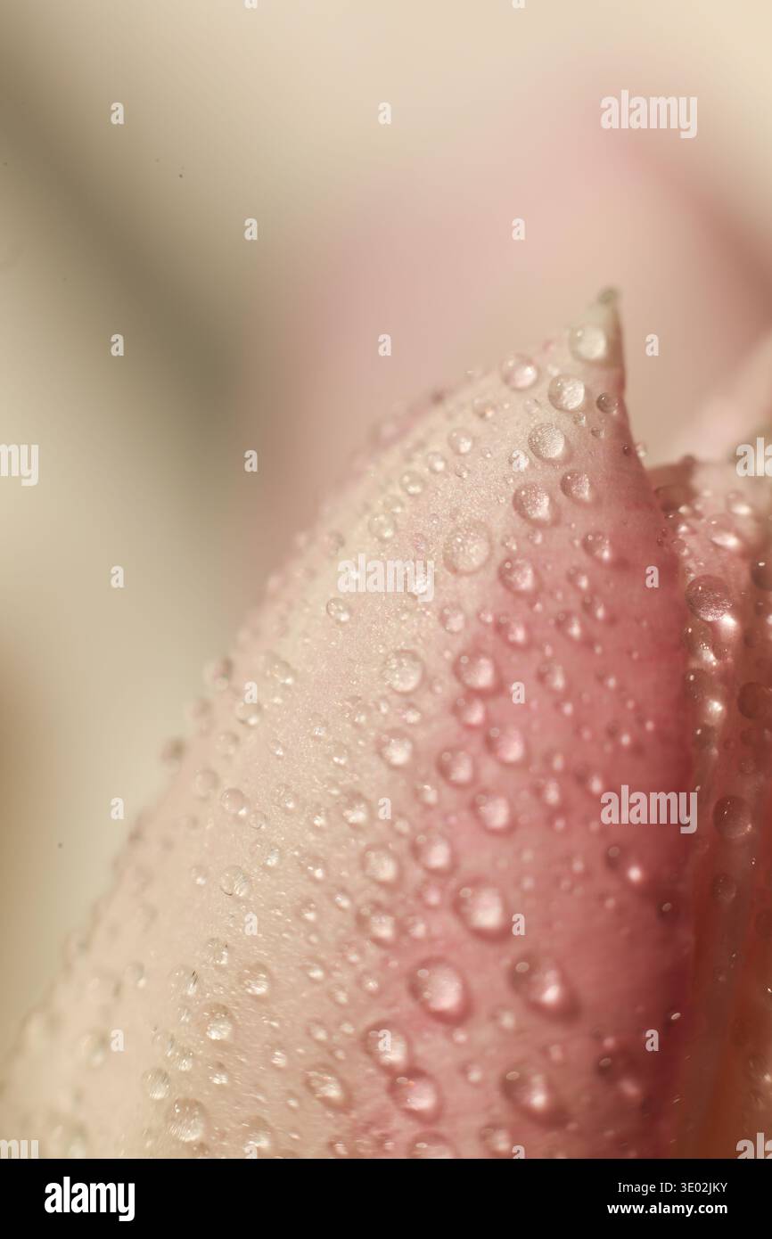 Extrême gros plan macro d'un pétale de fleur rose délicat recouvert de gouttelettes d'eau fraîches. Une lumière naturelle douce met en valeur la texture Banque D'Images