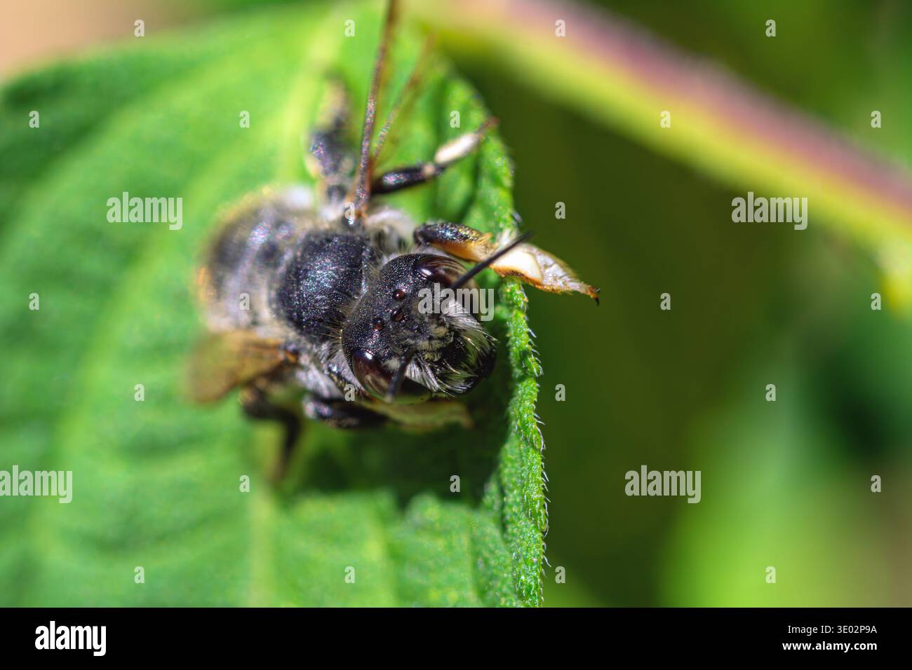 Abeille Andrena solitaire perchée sur feuille texturée Banque D'Images