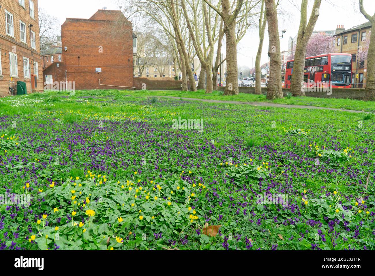 En dehors des blocs des appartements du conseil à Clapham, une zone d'herbe a été autorisée à courir avec des violettes de chien, des celandines, des marguerites, des pissenlits et d'autres fleurs sauvages. Ce tapis naturel de fleurs attire les abeilles et est bien meilleur pour la biodiversité qu'une pelouse bien entretenue. Anna Watson/Alamy Banque D'Images
