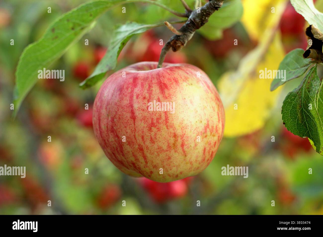 Apple Katy sur la branche d'arbre à maturité. Malus domestica Katy. Aussi appelé Katja. Début de saison, vigoureux, culture lourde, pomme dessert Banque D'Images