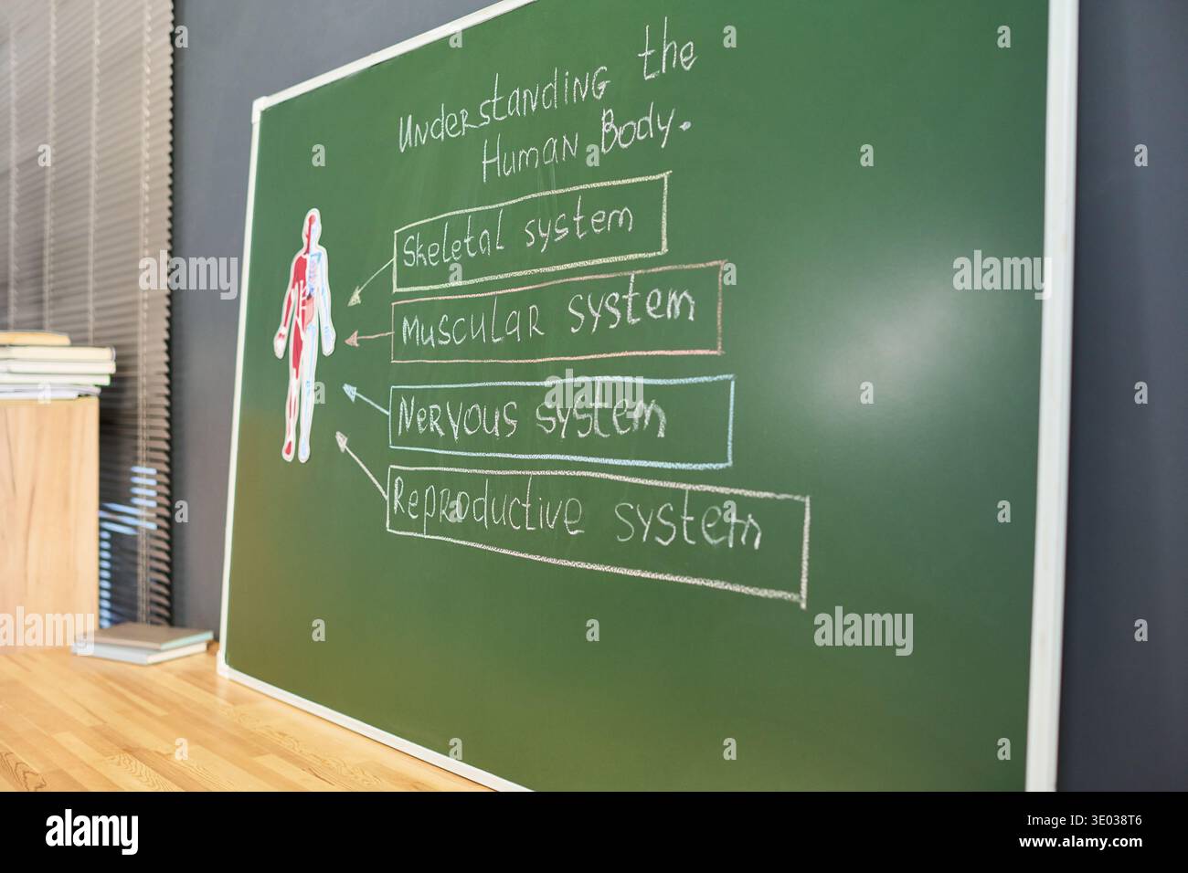 Tableau vert affichant un diagramme du corps humain avec des étiquettes manuscrites pour le système squelettique, le système musculaire, le système nerveux, le système reproducteur, la salle de classe visible Banque D'Images