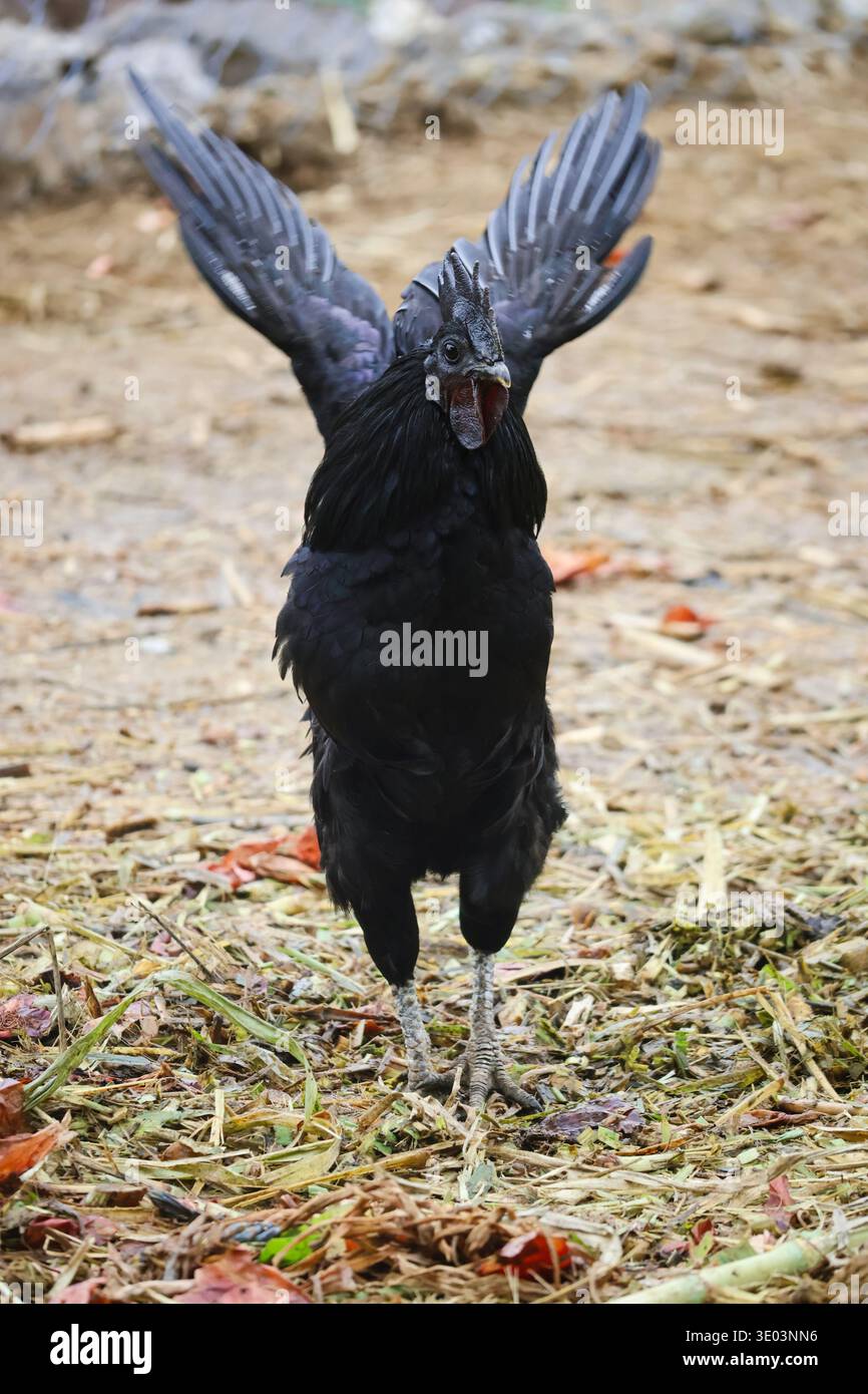 Coq noir battant des ailes en se tenant debout sur un terrain agricole rural. Banque D'Images