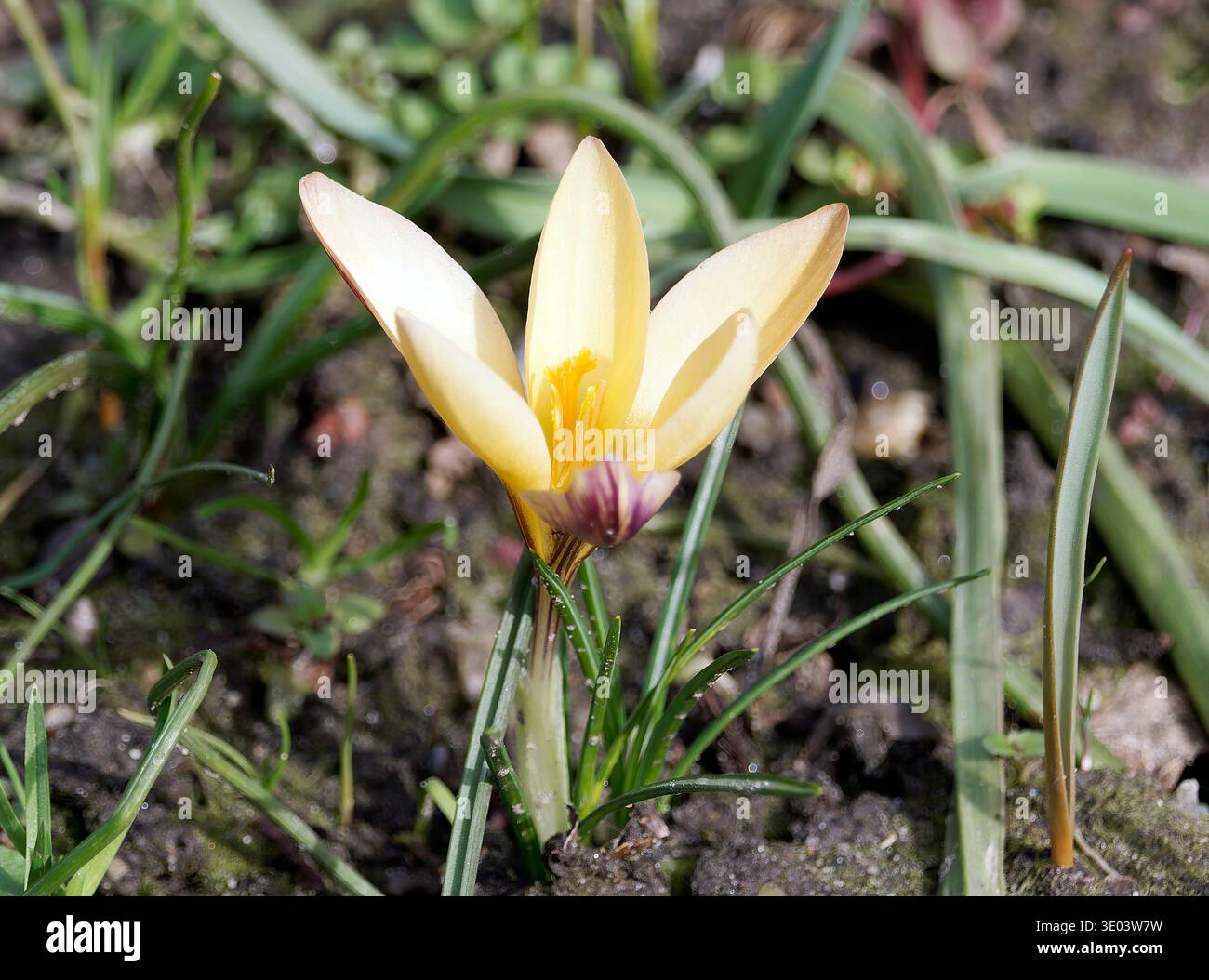 Crocus en tissu d'or, Goldbrokat-Krokus, Schmalblättriger Krokus oder Goldlack-Krokus, Crocus angustifolius - forme en bronze, sáfrány Banque D'Images