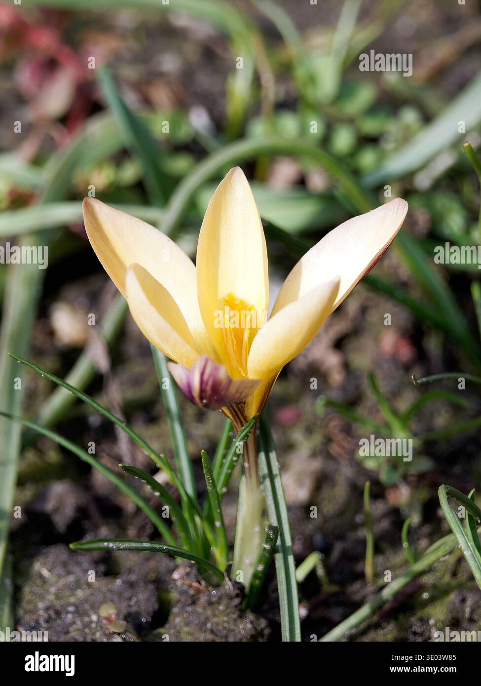 Crocus en tissu d'or, Goldbrokat-Krokus, Schmalblättriger Krokus oder Goldlack-Krokus, Crocus angustifolius - forme en bronze, sáfrány Banque D'Images