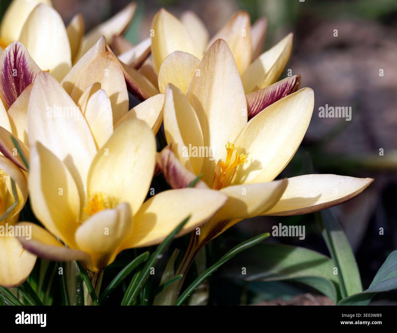 Crocus en tissu d'or, Goldbrokat-Krokus, Schmalblättriger Krokus oder Goldlack-Krokus, Crocus angustifolius - forme en bronze, sáfrány Banque D'Images