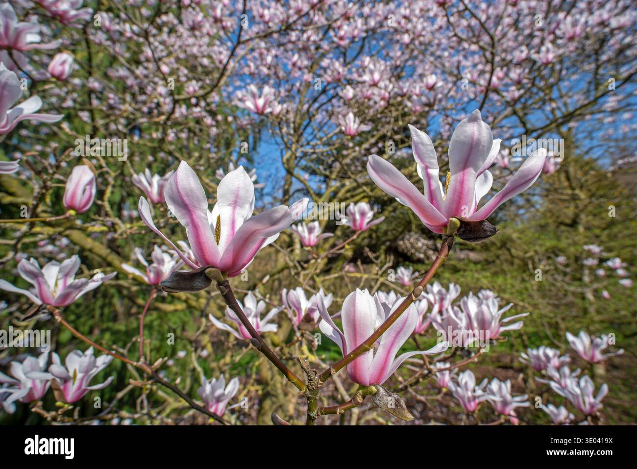 Floraison Magnolia amoena / Tianmu magnolia montrant des fleurs roses au printemps, endémique à la Chine Banque D'Images